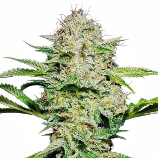 Sensi Skunk Autoflorescente (Sensi Seeds) feminizada