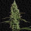 Atomical Haze (Paradise Seeds) feminizada