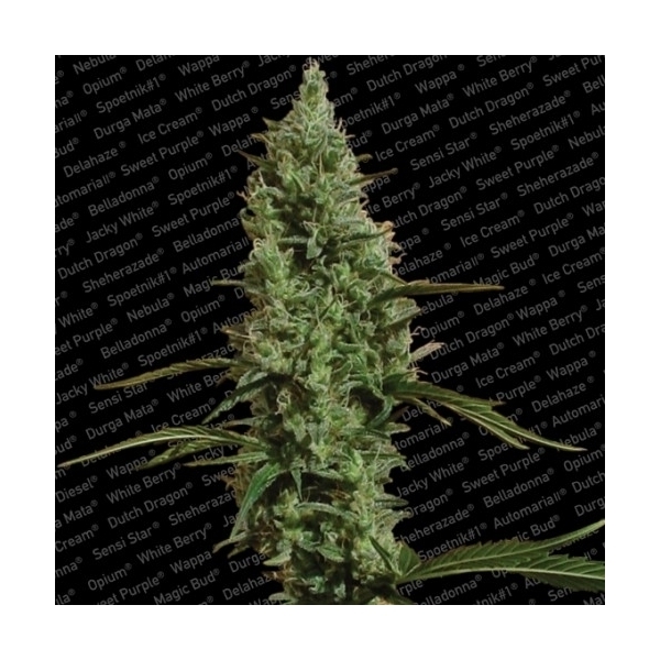 Atomical Haze (Paradise Seeds) feminizada