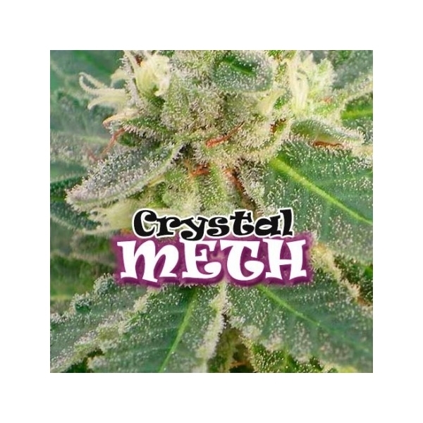 Crystal M.E.T.H. (Dr. Underground) feminizada