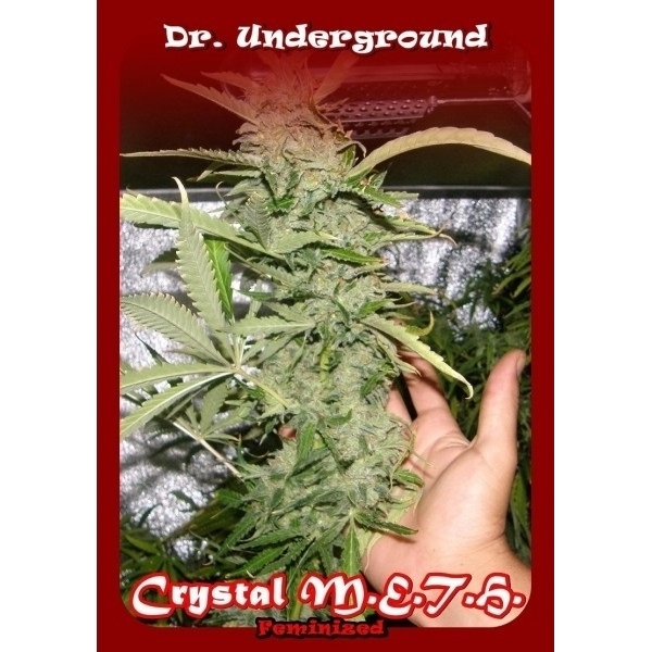 Crystal M.E.T.H. (Dr. Underground) feminizada