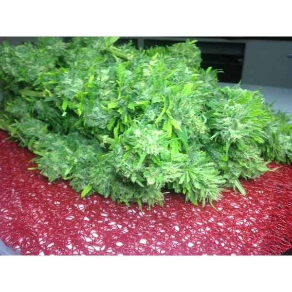 Crystal M.E.T.H. (Dr. Underground) feminizada