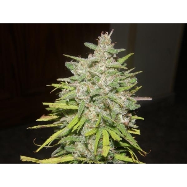 Crystal M.E.T.H. (Dr. Underground) feminizada