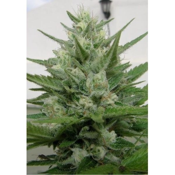 Crystal M.E.T.H. (Dr. Underground) feminizada