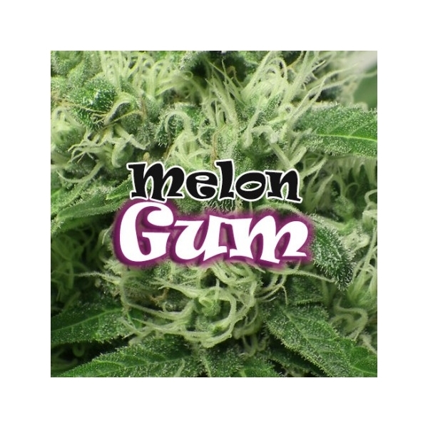 Melon Gum (Dr. Underground) feminizada