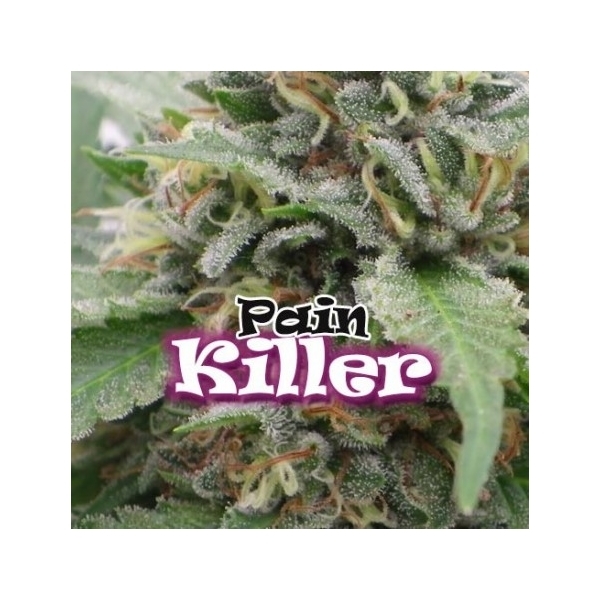 PainKiller (Dr. Underground) feminizada