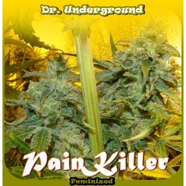 PainKiller (Dr. Underground) feminizada