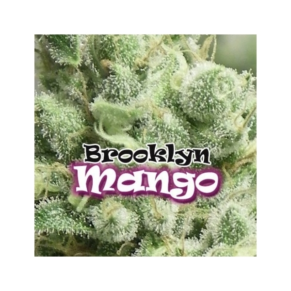 Brooklyn Mango (Dr. Underground) feminizada