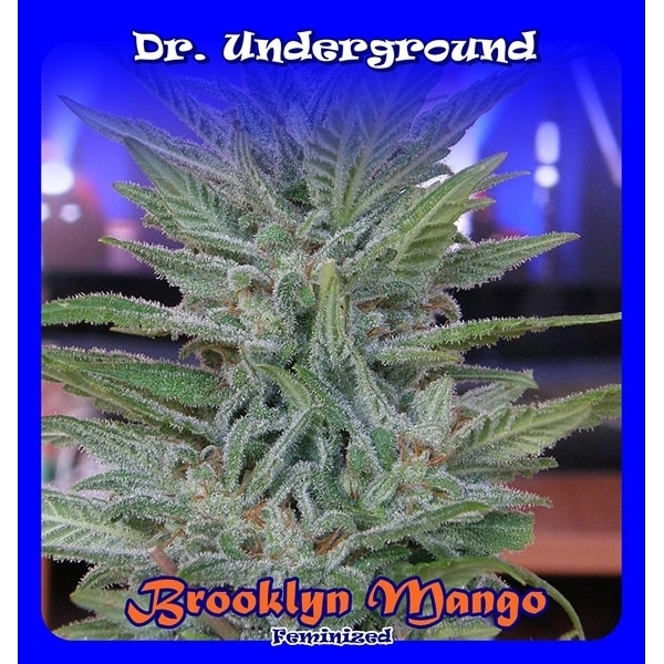 Brooklyn Mango (Dr. Underground) feminizada