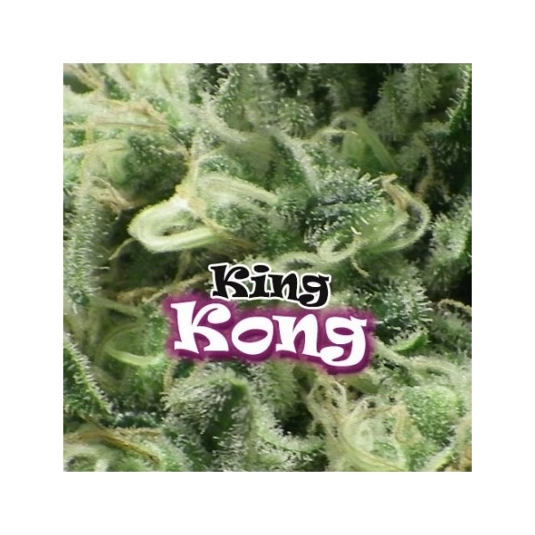 King Kong (Dr. Underground) feminizada