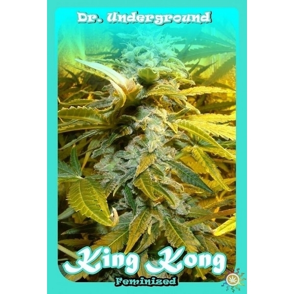 King Kong (Dr. Underground) feminizada