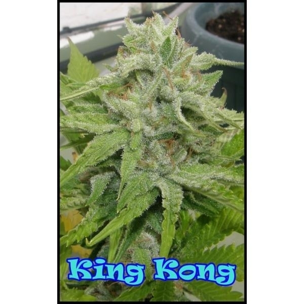 King Kong (Dr. Underground) feminizada