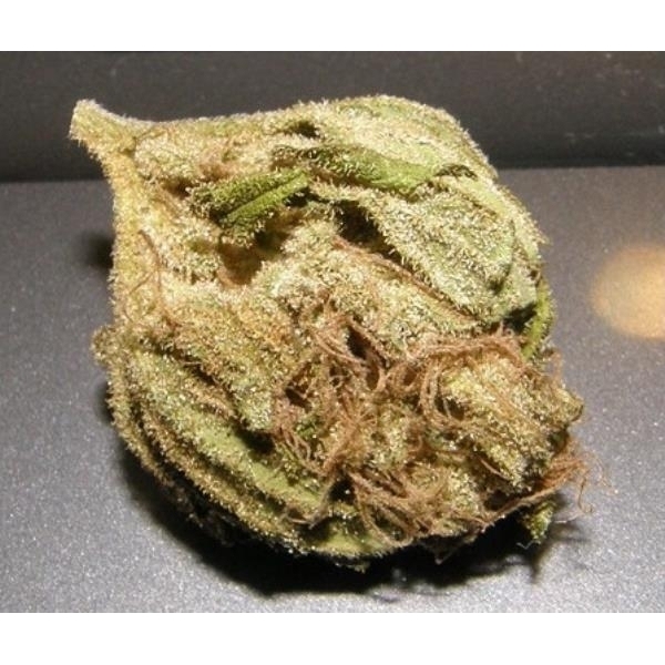 King Kong (Dr. Underground) feminizada