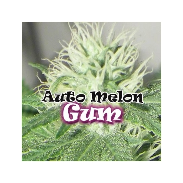 Auto Melon Gum (Dr. Underground) feminizada
