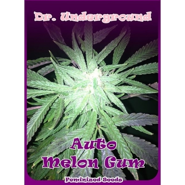 Auto Melon Gum (Dr. Underground) feminizada