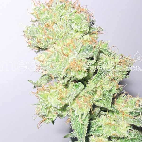 Y Griega CBD (Medical Seeds) feminizada