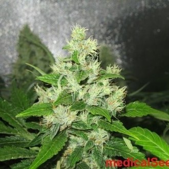 Y Griega CBD (Medical Seeds) feminizada