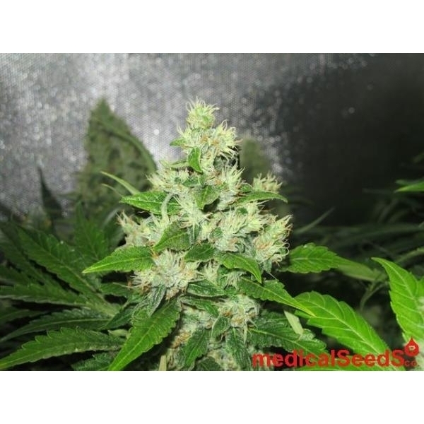 Y Griega CBD (Medical Seeds) feminizada
