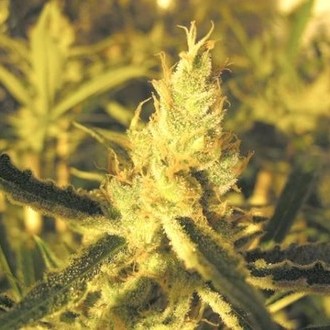 Y Griega CBD (Medical Seeds) feminizada
