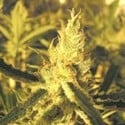 Y Griega CBD (Medical Seeds) feminizada