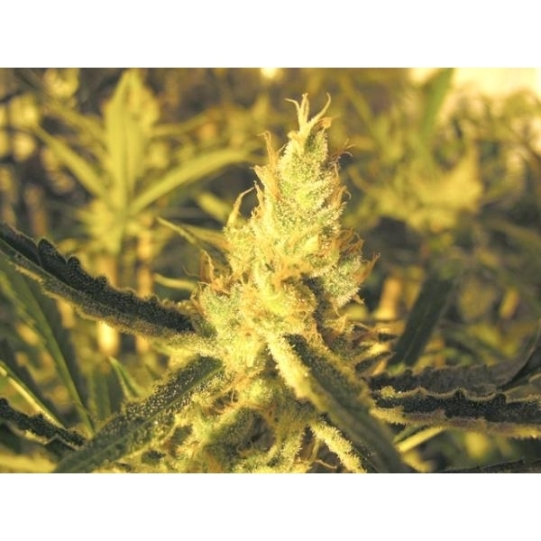 Y Griega CBD (Medical Seeds) feminizada
