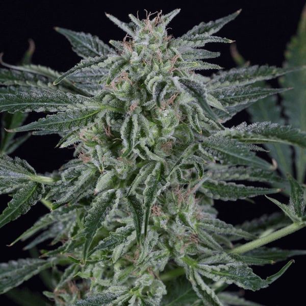 Critical Jack Autoflorescente (Silent Seeds) feminizada