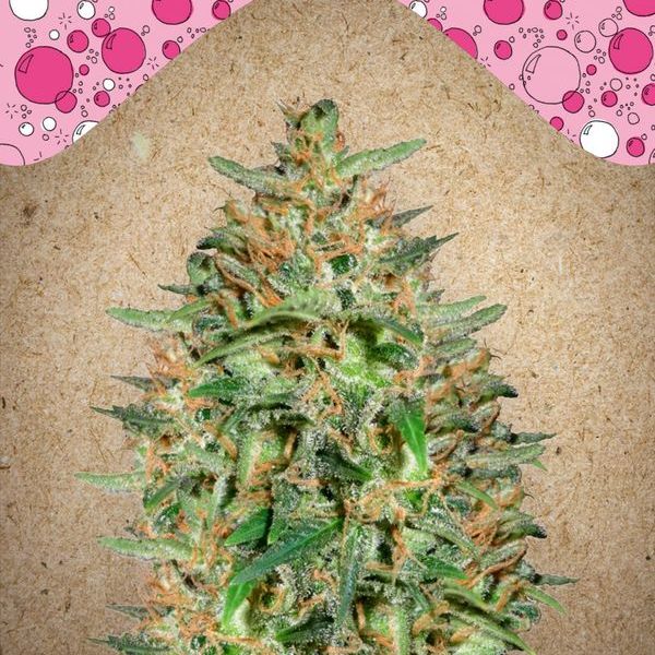 BubbleGummer (Female Seeds) feminizada