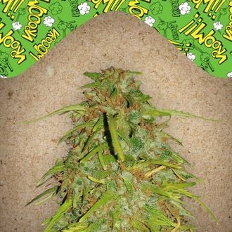 Auto Speed Bud (Sementes Femininas) feminizada