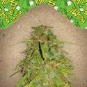 Auto Speed Bud (Sementes Femininas) feminizada