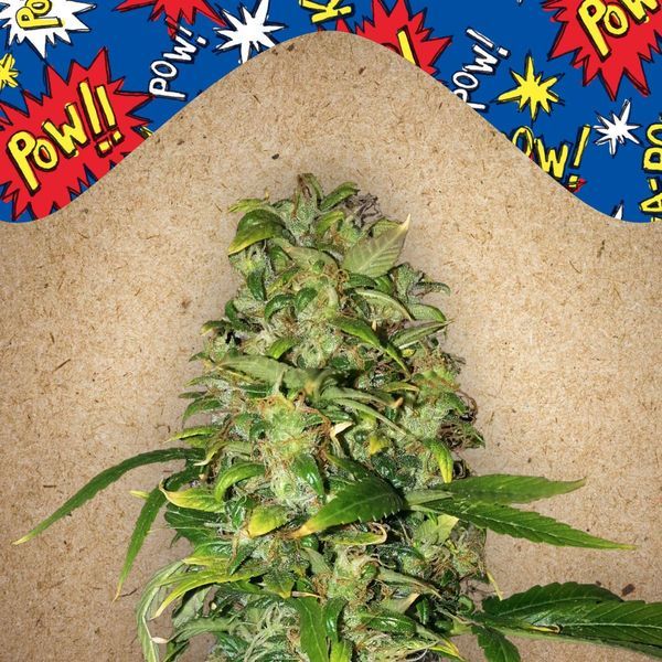 Auto AK (Female Seeds) feminizada