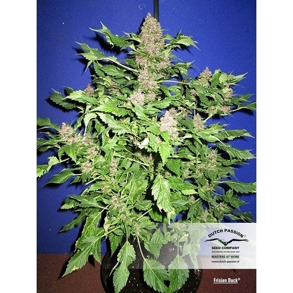 Frisian Duck (Dutch Passion) feminizada