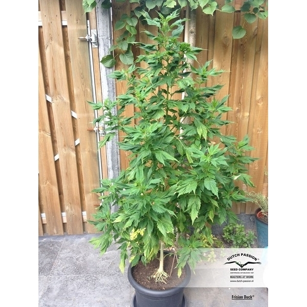 Frisian Duck (Dutch Passion) feminizada