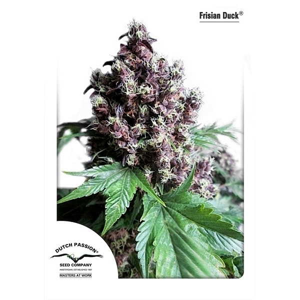 Frisian Duck (Dutch Passion) feminizada