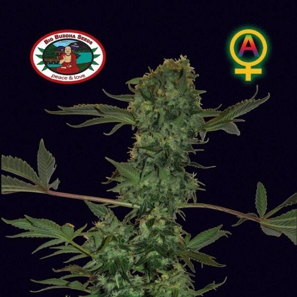 Big Buddha Cheese Autoflorescente (Big Buddha Seeds) feminizada