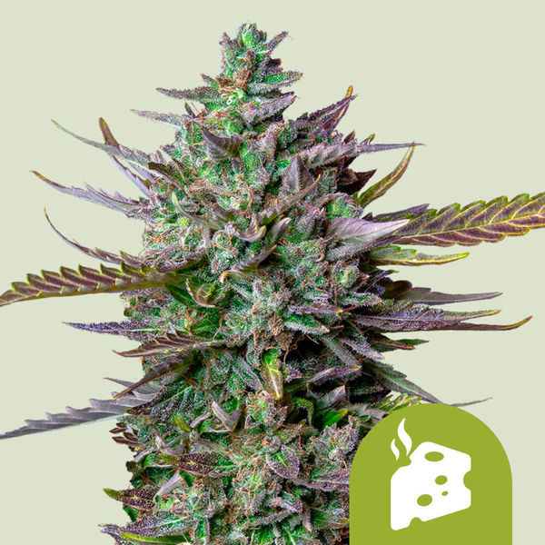 Blue Cheese Autoflorescente (Royal Queen Seeds) feminizada