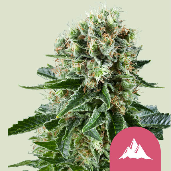 Critical Kush feminizada (Royal Queen Seeds)