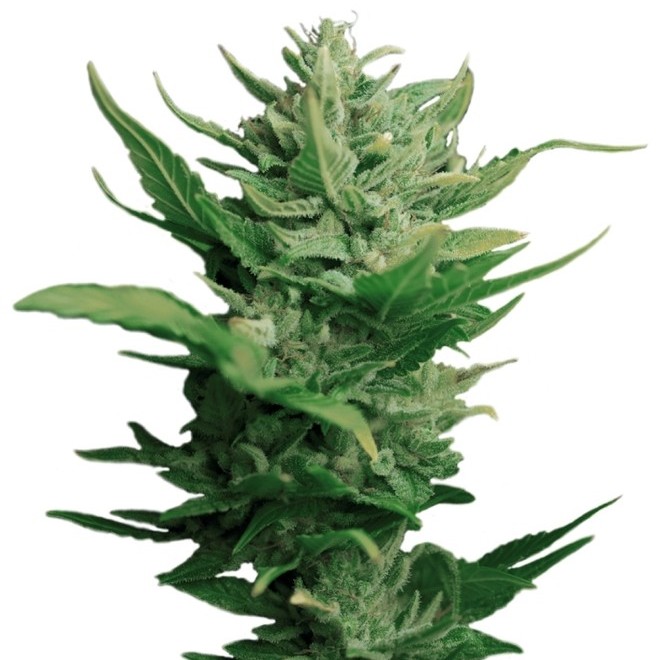 Auto Think Different (Dutch Passion) feminizada