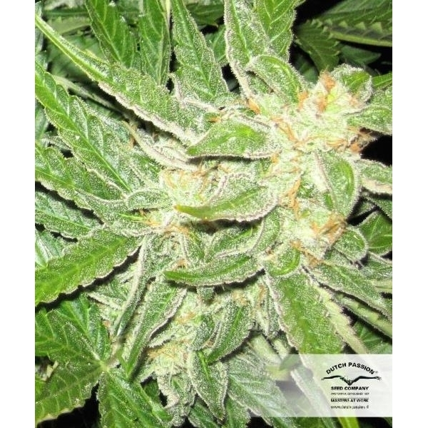 Auto Think Different (Dutch Passion) feminizada