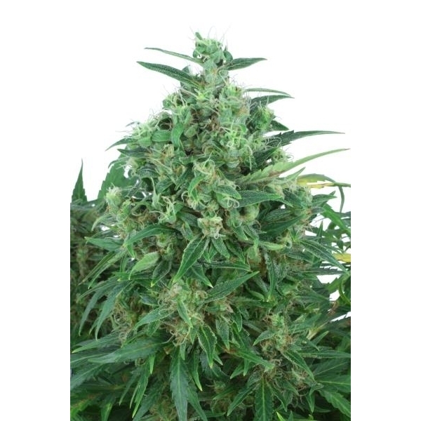 Auto Think Different (Dutch Passion) feminizada