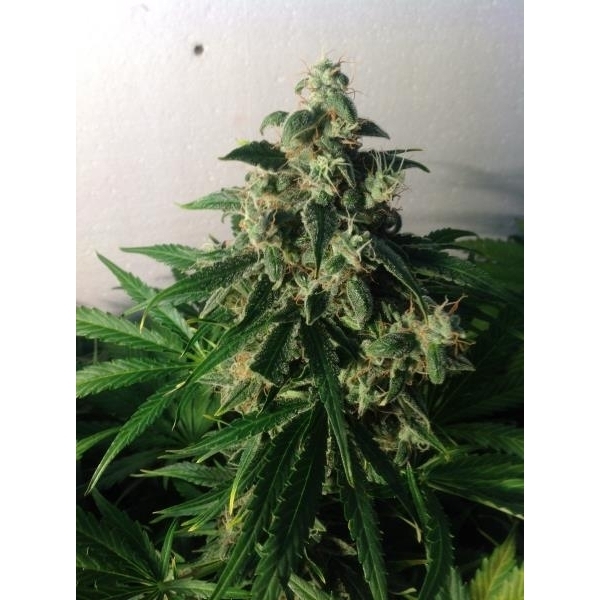 Auto Think Different (Dutch Passion) feminizada