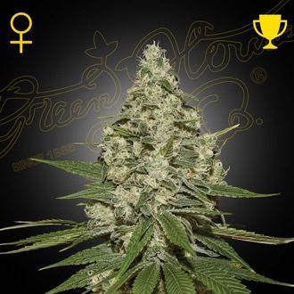 Super Lemon Haze Autoflorescente (Greenhouse Seeds) feminizada