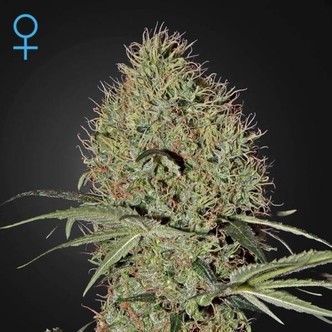 Super Bud Autoflorescente (Greenhouse Seeds) feminizada