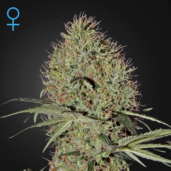 Super Bud Autoflorescente (Greenhouse Seeds) feminizada