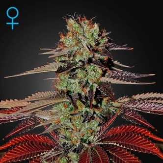 King's Kush Autoflowering (Greenhouse Seeds) feminizada