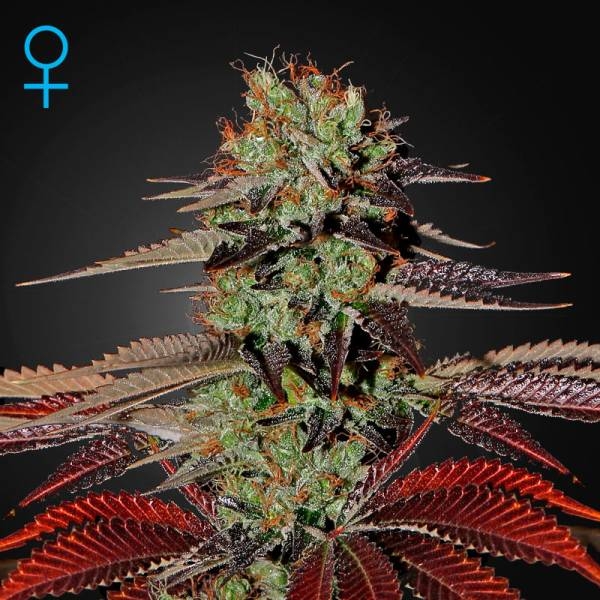King's Kush Autoflowering (Greenhouse Seeds) feminizada