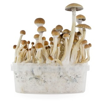 Kit de cultivo de cogumelos frescos 'B+'