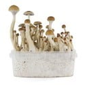 Kit de cultivo de cogumelos frescos 'B+'