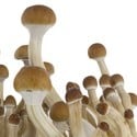 Kit de cultivo de cogumelos frescos 'B+'