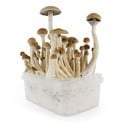 Kit de cultivo de cogumelos frescos 'B+'