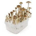 Kit de cultivo de cogumelos frescos 'B+'